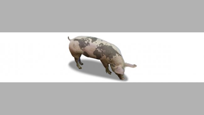 Cerdo con mapa del mundo