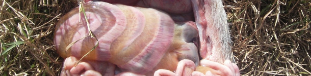 Edema de mesocolon producida por infección con E.  1