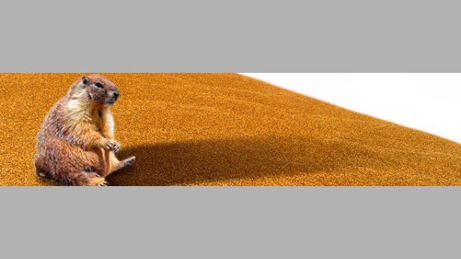 El mes de la marmota