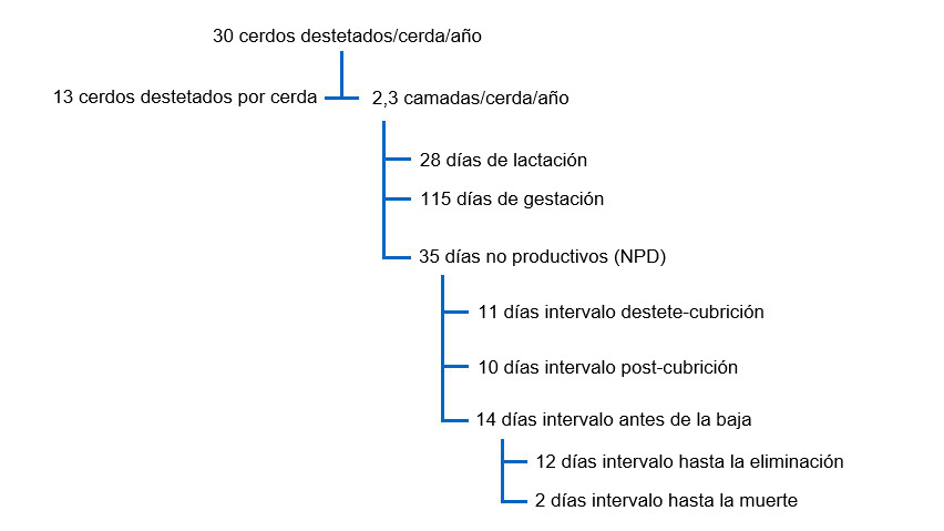 Fig. 1 Interrelaci&oacute;n entre los DNP y otros factores de productividad en un &aacute;rbol productivo para 30 cerdos destetados por cerda y a&ntilde;o
