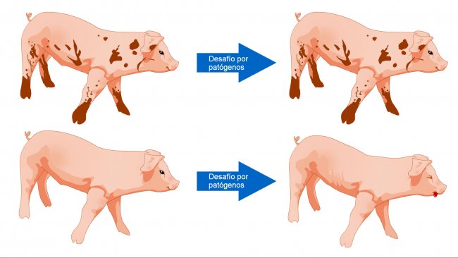 Figura 1. Los cerdos expuestos a un ambiente con m&aacute;s microbios est&aacute;n m&aacute;s preparados para tolerar un desaf&iacute;o sanitario como resultado de una comunidad microbiana diversa y un sistema inmune m&aacute;s robusto.
