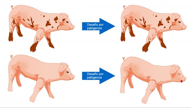 Figura 1. Los cerdos expuestos a un ambiente con m&aacute;s microbios est&aacute;n m&aacute;s preparados para tolerar un desaf&iacute;o sanitario como resultado de una comunidad microbiana diversa y un sistema inmune m&aacute;s robusto.
