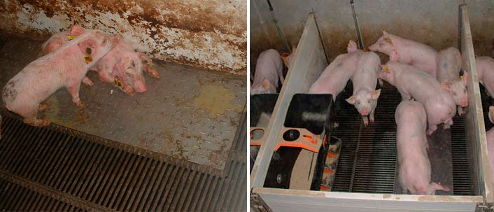<p>Figura&nbsp;2 &ndash; Cerdos criados en condiciones sucias (izquierda) y limpias (derecha) durante la fase de prestarter.</p>
