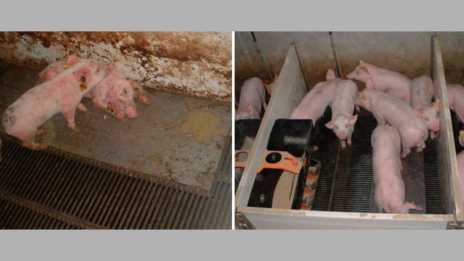 Figura&nbsp;2 &ndash; Cerdos criados en condiciones sucias (izquierda) y limpias (derecha) durante la fase de prestarter.
