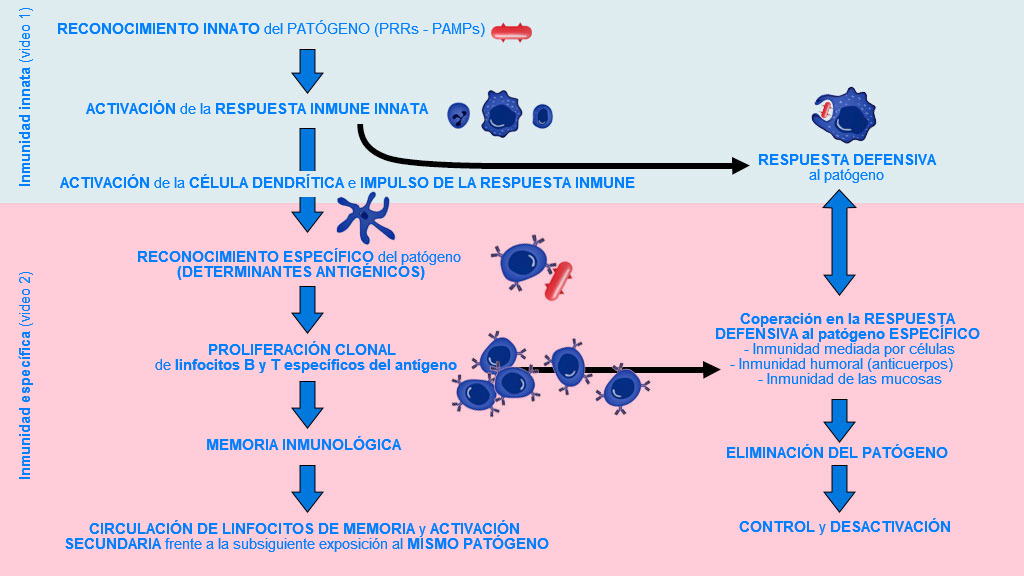 <p>Figura 1. Fase de inicio, activaci&oacute;n y progresi&oacute;n de la inmunidad innata y espec&iacute;fica contra un pat&oacute;geno.</p>
