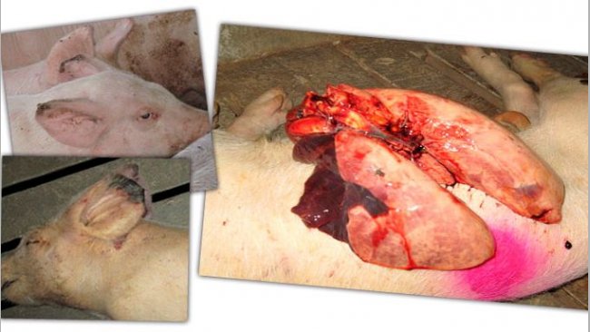 Imagen 2: Lesiones en cebo: Necrosis punta de las orejas y neumon&iacute;a en l&oacute;bulos craneal y medial.
