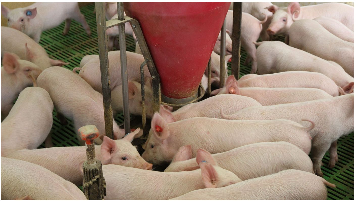 Lechones en transici&oacute;n
