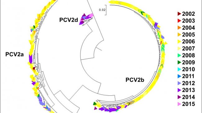 Figura 2. &Aacute;rbol filogen&eacute;tico de m&aacute;xima verosimilitud. Las 729 secuencias ORF2 de la base de datos UMV-VDL PCV2 con c&oacute;digo de color seg&uacute;n el a&ntilde;o. Se observan los genotipos.
