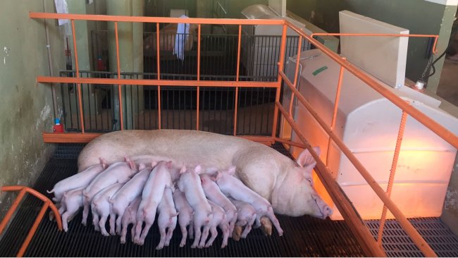 La producci&oacute;n de leche supone el 75 a 80 % de los requerimientos totales de la cerda lactante. (Foto: Instalaciones de investigaci&oacute;n, NEPSUI/ UFMG)
