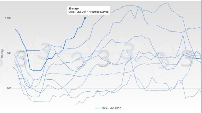 Comportamiento del precio del cerdo vivo en Chile.