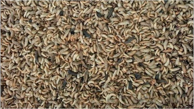 Larvas de black soldier.&nbsp;Fuente: Bioflytech SL
