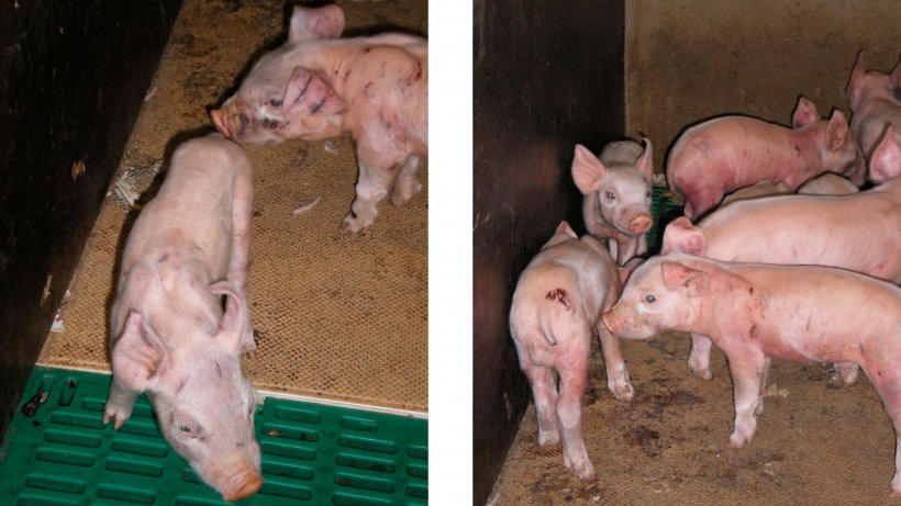 Figura 1. Marcas de pelea y hemorragias subepiteliales diseminadas en lechones de 7 d&iacute;as de edad. Observe la sangre seca en las alfombrillas t&eacute;rmicas 12 horas despu&eacute;s del corte&nbsp;de&nbsp;colas. Figura 2. Marcas de pelea y hemorragias subapiteliales diseminadas en lechones de 7 d&iacute;as. Observe la sangre seca en las alfombrillas t&eacute;rmicas y en la parte trasera 12 horas despu&eacute;s del corte&nbsp;de&nbsp;colas.
