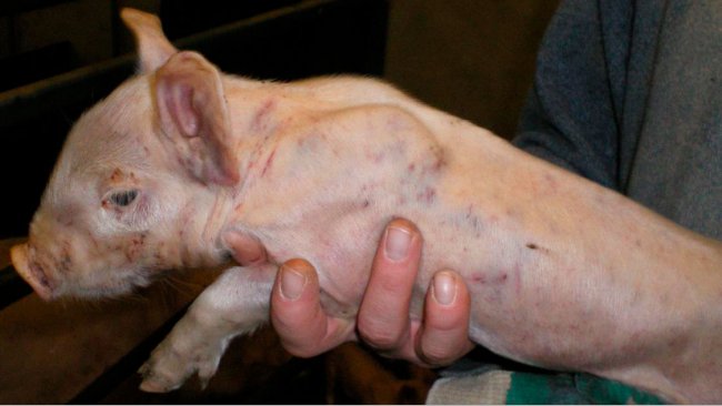 Figura 3. Marcas de pelea y hemorragias subepiteliales diseminadas en un lech&oacute;n&nbsp;de 7 d&iacute;as de edad.
