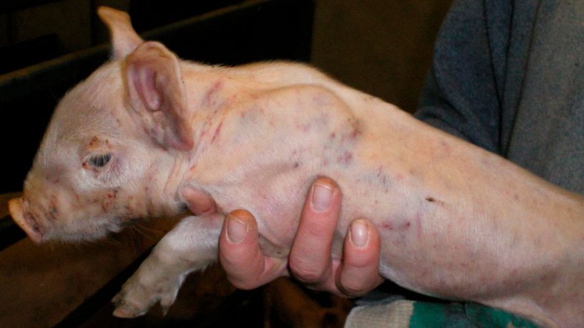 Figura 3. Marcas de pelea y hemorragias subepiteliales diseminadas en un lech&oacute;n&nbsp;de 7 d&iacute;as de edad.
