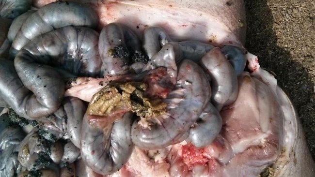 Figura 10. Lesiones necróticas de enteritis proliferativa.