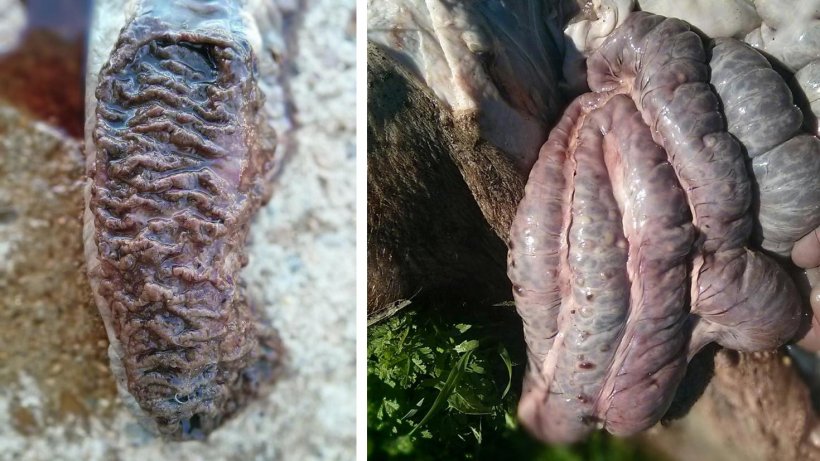Figura 15 (izquierda). Enteritis proliferativa necr&oacute;tico/hemorr&aacute;gica. Figura 16 (derecha). Evidencias de &uacute;lceras de la mucosa intestinal desde sus resaltes en la serosa.
