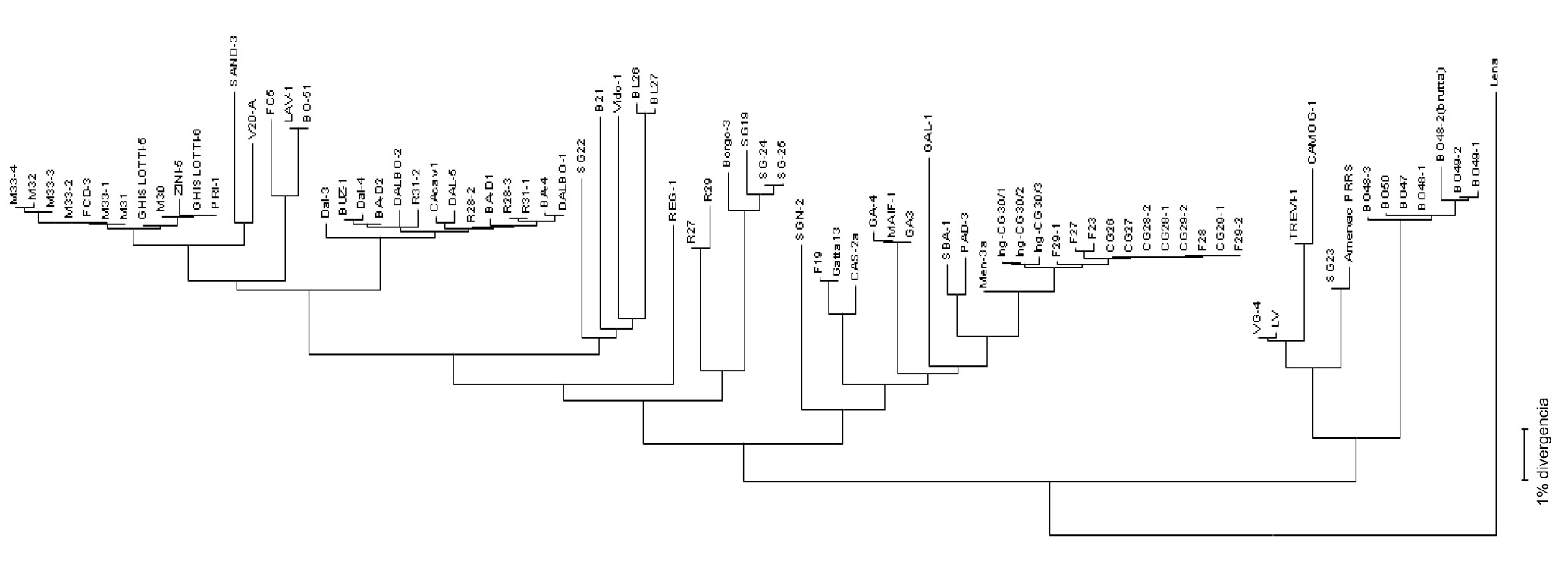 <p>Figura 3. Los dendrogramas o &quot;&aacute;rbol filogen&eacute;tico&quot; se utilizan para representar gr&aacute;ficamente el grado de similitud (homolog&iacute;a) entre diferentes virus PRRS con una secuencia de virus de referencia.</p>
