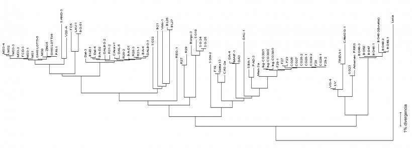 Figura 3. Los dendrogramas o &quot;&aacute;rbol filogen&eacute;tico&quot; se utilizan para representar gr&aacute;ficamente el grado de similitud (homolog&iacute;a) entre diferentes virus PRRS con una secuencia de virus de referencia.
