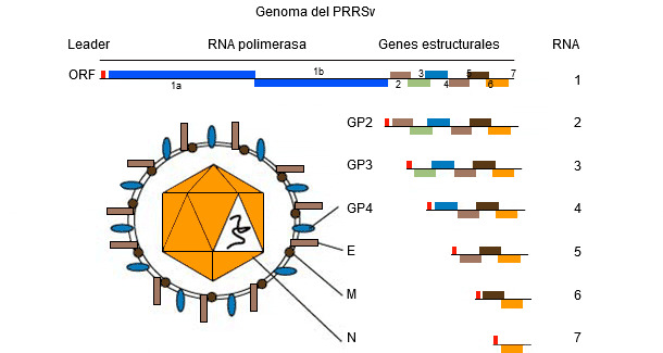 <p>Figura 1. El genoma del virus PRRS&nbsp;es una mol&eacute;cula de ARN monocatenario.</p>
