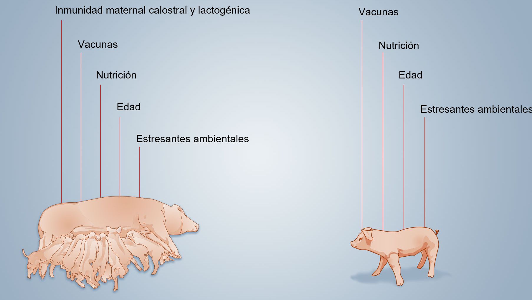 Figura 2. Factores que influyen sobre el desarrollo de la inmunidad neonatal.
