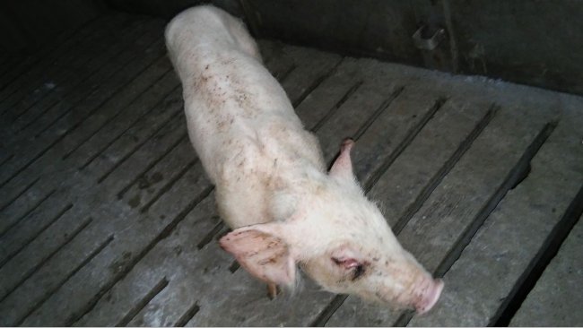 Figura 4. Lech&oacute;n en el destete&nbsp;con estr&eacute;s respiratorio y retraso en el crecimiento.
