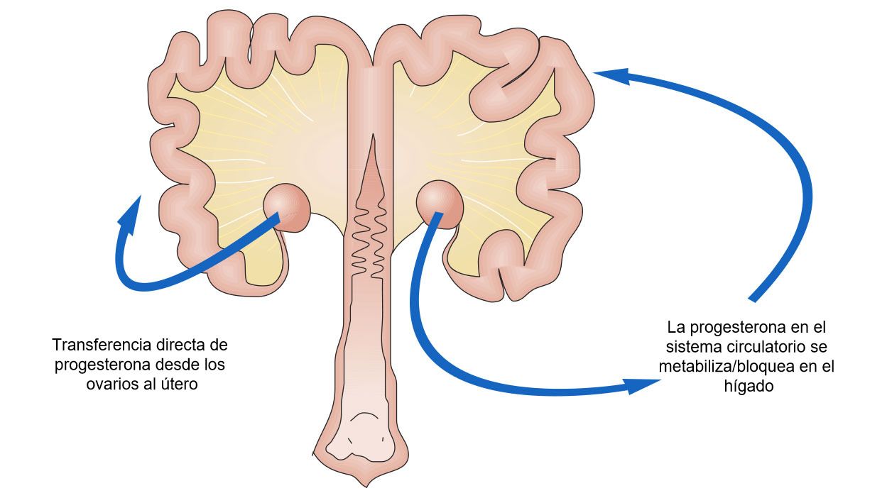 Imagen 1. Esquema del paso de progesterona desde el ovario.