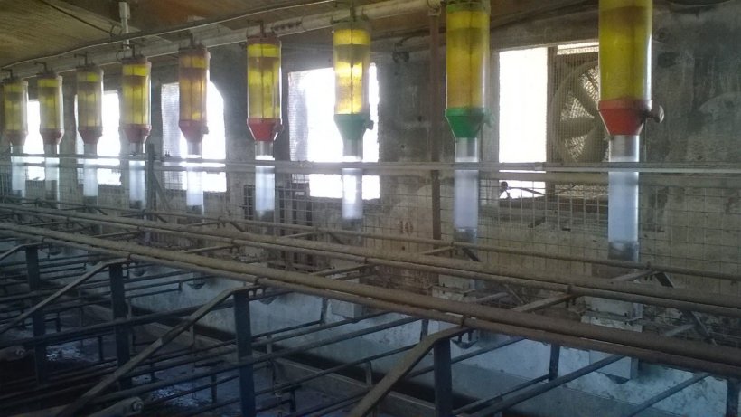 Foto 1. Para conseguir elevados consumos de pienso en los d&iacute;as que van desde el destete hasta la salida en celo, evitando a la vez desperdicio de pienso, sistemas de alimentaci&oacute;n tipo tolva como el que aparece en la foto pueden ser una opci&oacute;n. Imagen cedida por Gori Salam&oacute;.
