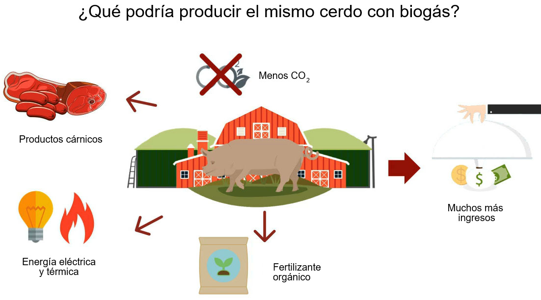 ¿Qué podría producir el mismo cerdo con biogás?