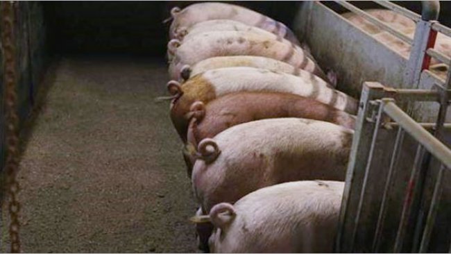 Foto1. Cerdos con colas intactas. Foto cortes&iacute;a de Inge B&ouml;hne
