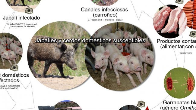 Figura 1. Rutas de transmisi&oacute;n del virus de la PPA, incluyendo el contacto directo e indirecto con animales infecciosos, sus productos, excreciones/secreciones y/o sangre, canales, diversos f&oacute;mites contaminados y vectores biol&oacute;gicos (elaboraci&oacute;n propia).
