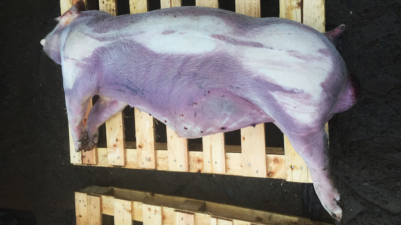 <p>Figura 2. Cerdo de acabado con cianosis en las partes bajas y distales del cuerpo.</p>
