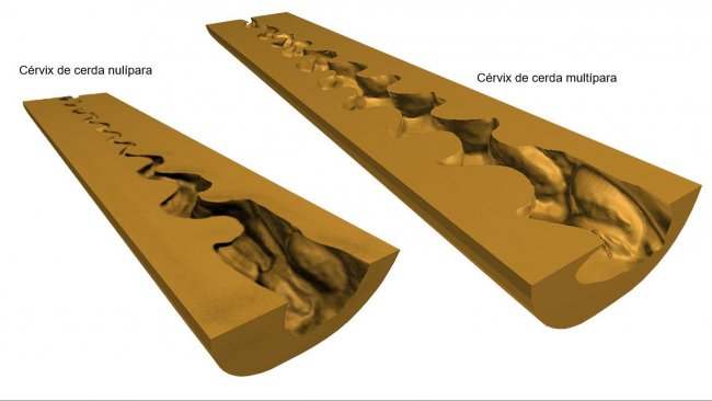 Figura 1. Representaci&oacute;n en 3D digitales del c&eacute;rvix uterino (secci&oacute;n longitudinal media) de cerdas nul&iacute;paras y mult&iacute;paras obtenidas tras el escaneo (NextEngine Desktop 3D Scanner, modelo 2020i) de los moldes endoluminales.

