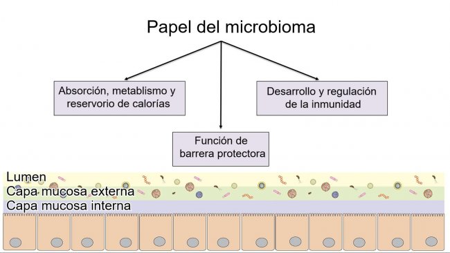 Funciones del microbioma:barrera intestinal, digesti&oacute;n y metabolismo de nutrientes y regulaci&oacute;n de la inmunidad.
