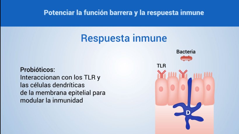 Potenciaci&oacute;n de la funci&oacute;n barrera y la respuesta

