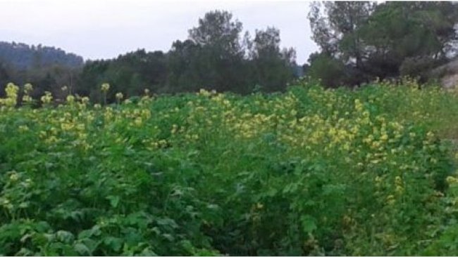Plantación de mostaza en el campo A en octubre