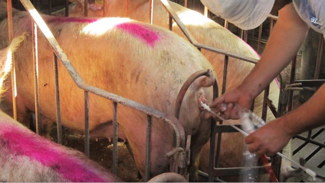 Foto 1. Inseminaci&oacute;n artificial de una cerda.

