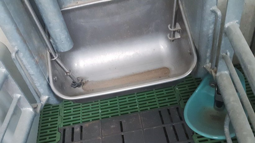 Foto 3. La mayor&iacute;a de estos sistemas descargan la raci&oacute;n en porciones de pocos gramos. Para evitar desperdicio de pienso, existe un primera descarga que ejerce un efecto &ldquo;llamada a comer&rdquo;, pero no descarga m&aacute;s pienso si la cerda no golpea al pulsador.
