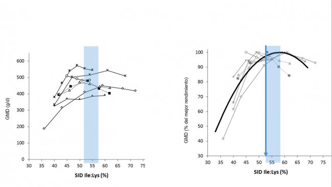 Figura 1: Resultados&nbsp; del crecimiento en lechones obtenidos en distintos estudios seg&uacute;n distintos ratio Ile:Lys DIS . El crecimiento se expresa en valor absoluto o como porcentaje del mejor crecimiento. Fuente: Ajinomoto Animal Nutrition Europe
