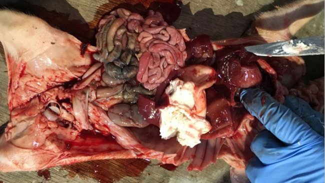 Figura 2. Lechón de cuatro días con hemoperitoneo y hemotórax con el estómago lleno.