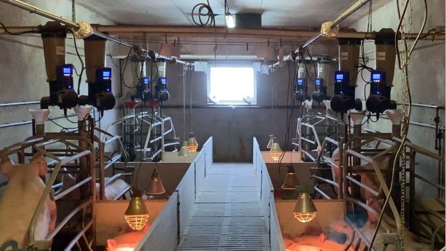 Imagen 1. Comederos electr&oacute;nicos en maternidad instalados en una granja comercial.
