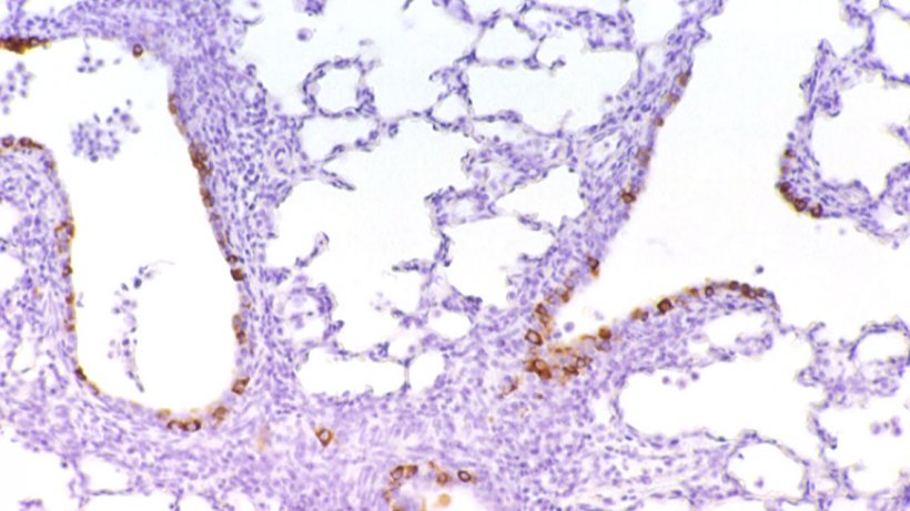 Figura 6: C&eacute;lulas inmunomarcadas frente a PRCV en el epitelio bronquiolar.
