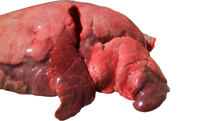 Figura 4: L&oacute;bulos craneal y medial afectados por una neumon&iacute;a broncointersticial causada por SIV.
