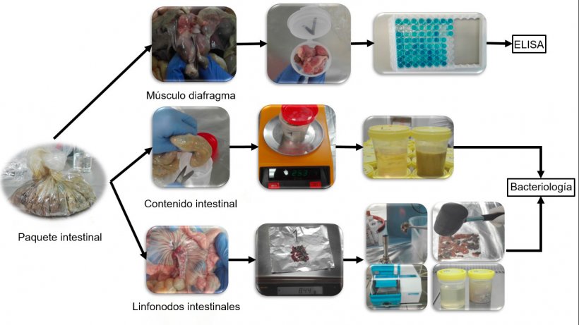 Procesamiento de las muestras intestinales de los lechones para la detecci&oacute;n de Salmonella.

