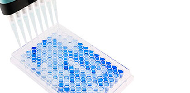 <p>Imagen 1. Plato de ELISA de fondo plano con 96 pocillos usado para serolog&iacute;a de PRRSV. Las muestras positivas se muestran en azul. Fuente: Base Pair Biotechnologies.</p>
