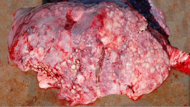 Figura 5: Neumon&iacute;a emb&oacute;lica causada por T. pyogenes.
