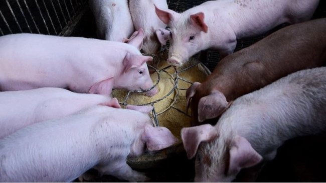 Los probi&oacute;ticos pueden modular mejor la microbiota de un animal joven que la de un cerdo maduro.

