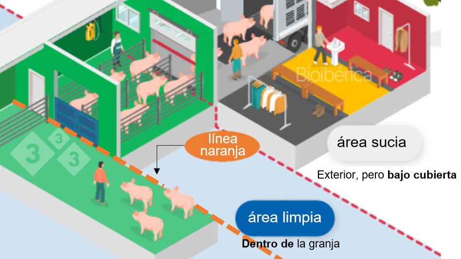 Imagen 1. Cargador dise&ntilde;ado para la carga de cerdos a un cami&oacute;n. Se ha creado una doble l&iacute;nea de separaci&oacute;n (l&iacute;nea discontinua roja y naranja) entre las zonas limpias y sucias para mejorar la bioseguridad de este proceso. Imagen cortes&iacute;a de Bioiberica.
