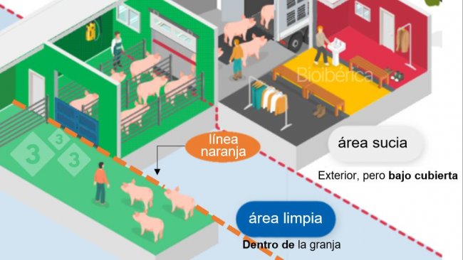 Imagen 1. Cargador dise&ntilde;ado para la carga de cerdos a un cami&oacute;n. Se ha creado una doble l&iacute;nea de separaci&oacute;n (l&iacute;nea discontinua roja y naranja) entre las zonas limpias y sucias para mejorar la bioseguridad de este proceso. Imagen cortes&iacute;a de Bioiberica.
