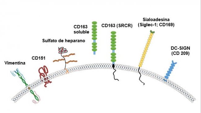 Imagen 2. Ilustraci&oacute;n de los receptores generalmente considerados para PRRSV. Fuente: Zhang, Q., Yoo, D. (2015)
