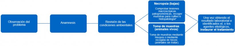 Figura 1. En este árbol de decisión se determinan los pasos a seguir para realizar un diagnóstico certero y un correcto tratamiento. *El tipo de lesión nos puede dar información sobre cual es el agente infeccioso.